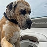 animal, boat, calm, canine, closeup, cloudy, collar, daytime, dog, human_leg, large_dog, leisure, nature, outdoor, paw, pet, seating, sky, spotted_dog, water