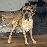 Scooby is registered to the contest to win money with this photo: animal, black, blanket, brindle_coat, brown, canine, companion, couch, curious, cushion, dog, domestic_animal, furniture, indoors, living_room, pet, plush_toy, standing, tan, wooden_floor