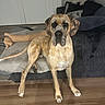 animal, black, blanket, brindle_coat, brown, canine, companion, couch, curious, cushion, dog, domestic_animal, furniture, indoors, living_room, pet, plush_toy, standing, tan, wooden_floor