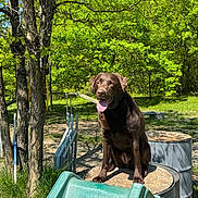 Pataya participe au concours pour gagner de l'argent avec cette photo : dog, labrador, chocolate, outdoor, sunny, greenery, trees, grass, agility_course, platform, happy, tongue_out, pet, canine, animal, nature, playful, summer, daylight, park