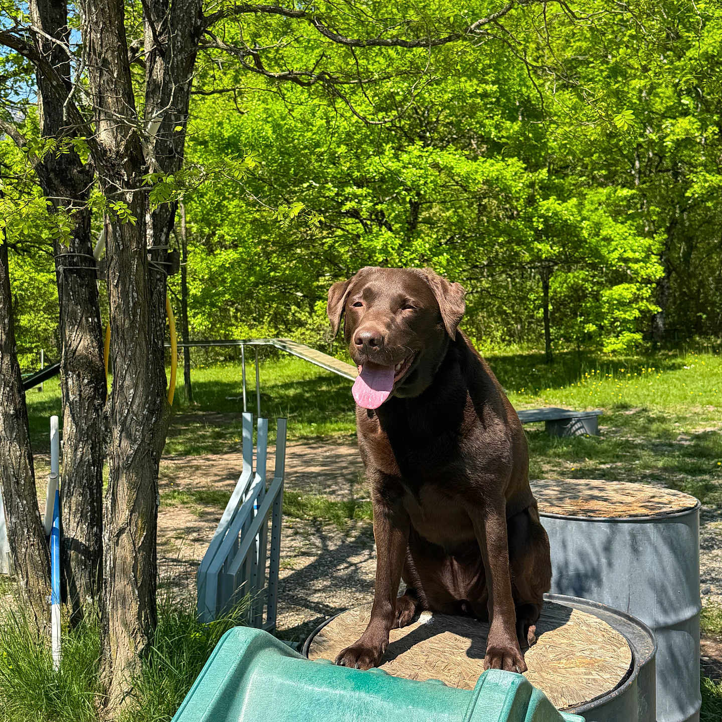 Pataya participe au concours pour gagner de l'argent avec cette photo : agility_course, animal, canine, chocolate, daylight, dog, grass, greenery, happy, labrador, nature, outdoor, park, pet, platform, playful, summer, sunny, tongue_out, trees