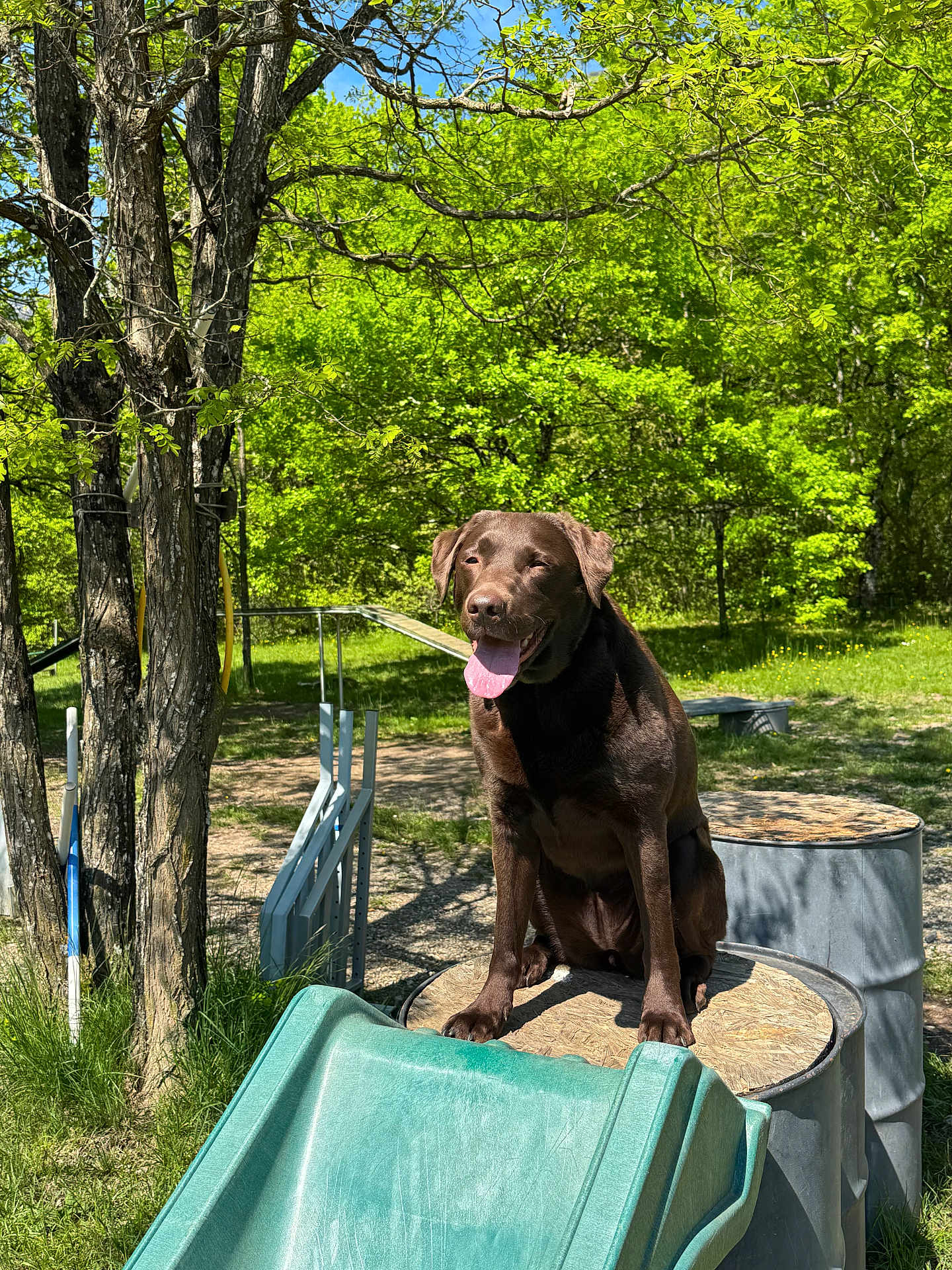 Pataya participe au concours pour gagner de l'argent avec cette photo : dog, labrador, chocolate, outdoor, sunny, greenery, trees, grass, agility_course, platform, happy, tongue_out, pet, canine, animal, nature, playful, summer, daylight, park