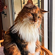 Ysadora participe au concours pour gagner de l'argent avec cette photo : cat, calico, fluffy, pet, indoor, window, natural_light, furniture, perch, animal, whiskers, fur, closeup, domestic_cat, orange, black, white, relaxed, sitting, home
