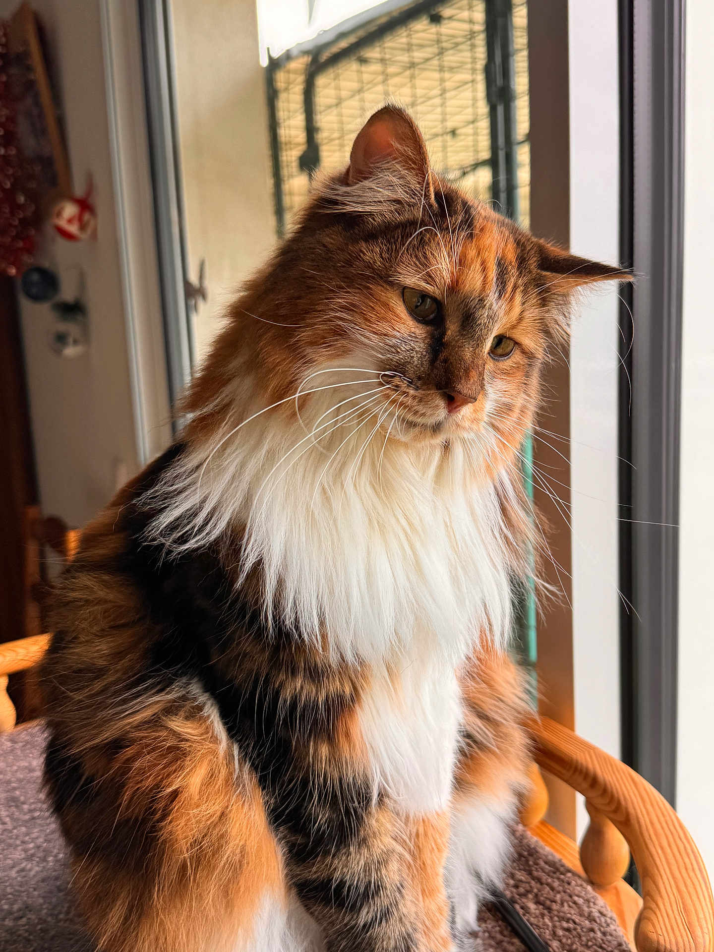 Ysadora participe au concours pour gagner de l'argent avec cette photo : cat, calico, fluffy, pet, indoor, window, natural_light, furniture, perch, animal, whiskers, fur, closeup, domestic_cat, orange, black, white, relaxed, sitting, home