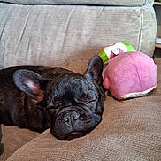 Choupette participe au concours pour gagner de l'argent avec cette photo : dog, french_bulldog, sleeping, couch, plush_toy, indoor, pet, resting, cozy, brown, closeup, relaxation, animal, fur, snout, ears, home, comfort, soft, nap