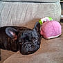 dog, french_bulldog, sleeping, couch, plush_toy, indoor, pet, resting, cozy, brown, closeup, relaxation, animal, fur, snout, ears, home, comfort, soft, nap