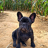Choupette participe au concours pour gagner de l'argent avec cette photo : adorable, animal, brown_soil, canine, closeup, cornfield, curious, dirt_path, dog, ears, french_bulldog, green_plants, mammal, nature, outdoor, pet, portrait, puppy, sitting, young_dog