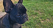 Choupette a rejoint le concours — aidez-le/la à gagner de superbes lots ! animal, black_dog, canine, daytime, dog, ears, french_bulldog, garden, grass, nature, outdoor, pet, potted_plant, puppy, side_view, sitting, snout, sunlight, wooden_deck, young_dog
