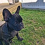dog, french_bulldog, puppy, black_dog, grass, outdoor, pet, canine, animal, potted_plant, wooden_deck, garden, sunlight, side_view, young_dog, ears, snout, sitting, nature, daytime