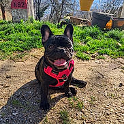 Choupette participe au concours pour gagner de l'argent avec cette photo : backyard, closeup, dirt, dog, french_bulldog, grass, ground_texture, metal_chair, outdoor, pet, pink_harness, potted_plant, road_marker, shadow, sitting, sky, smiling_dog, sunny, tongue_out, trees