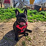 backyard, closeup, dirt, dog, french_bulldog, grass, ground_texture, metal_chair, outdoor, pet, pink_harness, potted_plant, road_marker, shadow, sitting, sky, smiling_dog, sunny, tongue_out, trees
