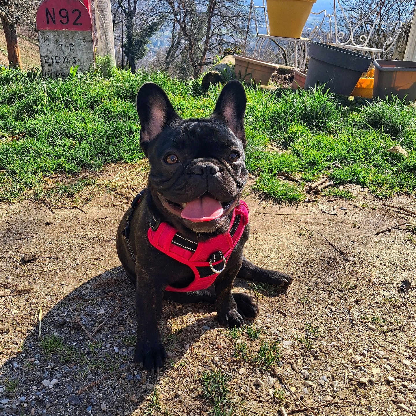 Choupette participe au concours pour gagner de l'argent avec cette photo : backyard, closeup, dirt, dog, french_bulldog, grass, ground_texture, metal_chair, outdoor, pet, pink_harness, potted_plant, road_marker, shadow, sitting, sky, smiling_dog, sunny, tongue_out, trees