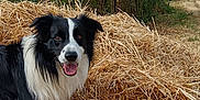 Oréo a rejoint le concours — aidez-le/la à gagner de superbes lots ! animal, border_collie, clouds, dog, field, fur, grass, greenery, happy, logs, mammal, nature, outdoor, pile, power_lines, rural, sky, smiling, straw, wood