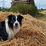 animal, border_collie, clouds, dog, field, fur, grass, greenery, happy, logs, mammal, nature, outdoor, pile, power_lines, rural, sky, smiling, straw, wood