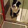 bathroom, black, clean, companion, corner, curious, cute, dog, floor, fur, glass, head_tilt, indoor, mat, pet, reflection, shower, sitting, tile, white