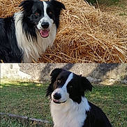 Oréo participe au concours pour gagner de l'argent avec cette photo : animal, black_and_white, border_collie, canine, cute, daylight, dog, field, fur, grass, happy, hay, head_tilt, nature, outdoor, pet, playful, portrait, sitting, smile