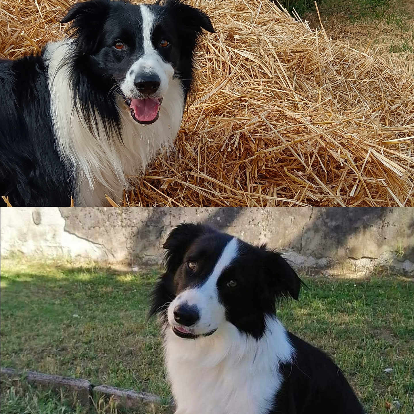 Oréo participe au concours pour gagner de l'argent avec cette photo : animal, black_and_white, border_collie, canine, cute, daylight, dog, field, fur, grass, happy, hay, head_tilt, nature, outdoor, pet, playful, portrait, sitting, smile