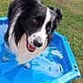 Oréo participe au concours pour gagner de l'argent avec cette photo : animal, backyard, blue, border_collie, canine, chair, daylight, dog, fun, grass, happy, nature, outdoor, pet, playful, pool, relaxation, summer, tongue_out, water
