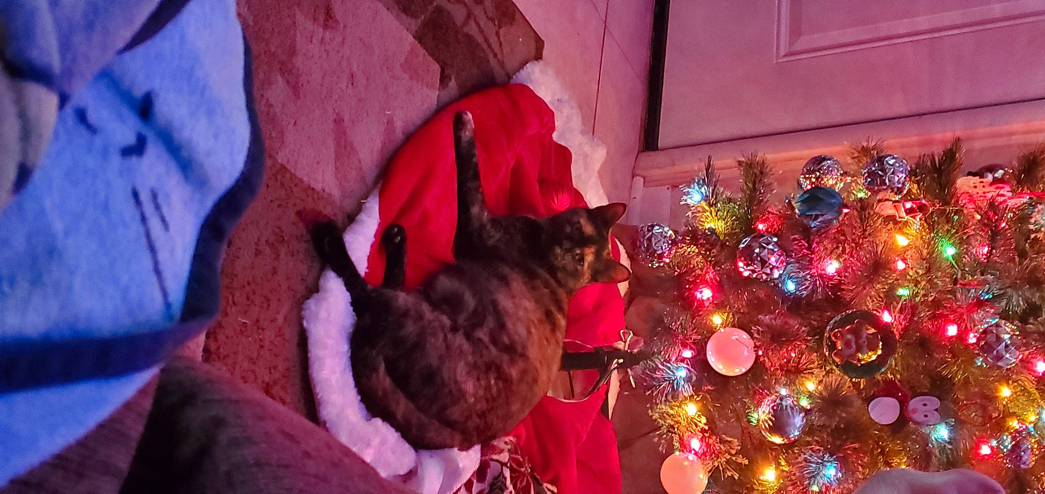 Mama joined the competition — help win amazing prizes! carnivore, cat, christmas_decoration, christmas_ornament, christmas_tree, comfort, dog_breed, event, fawn, felidae, holiday_ornament, magenta, ornament, plant, purple, red, small_to_medium_sized_cats, tree, whiskers, window