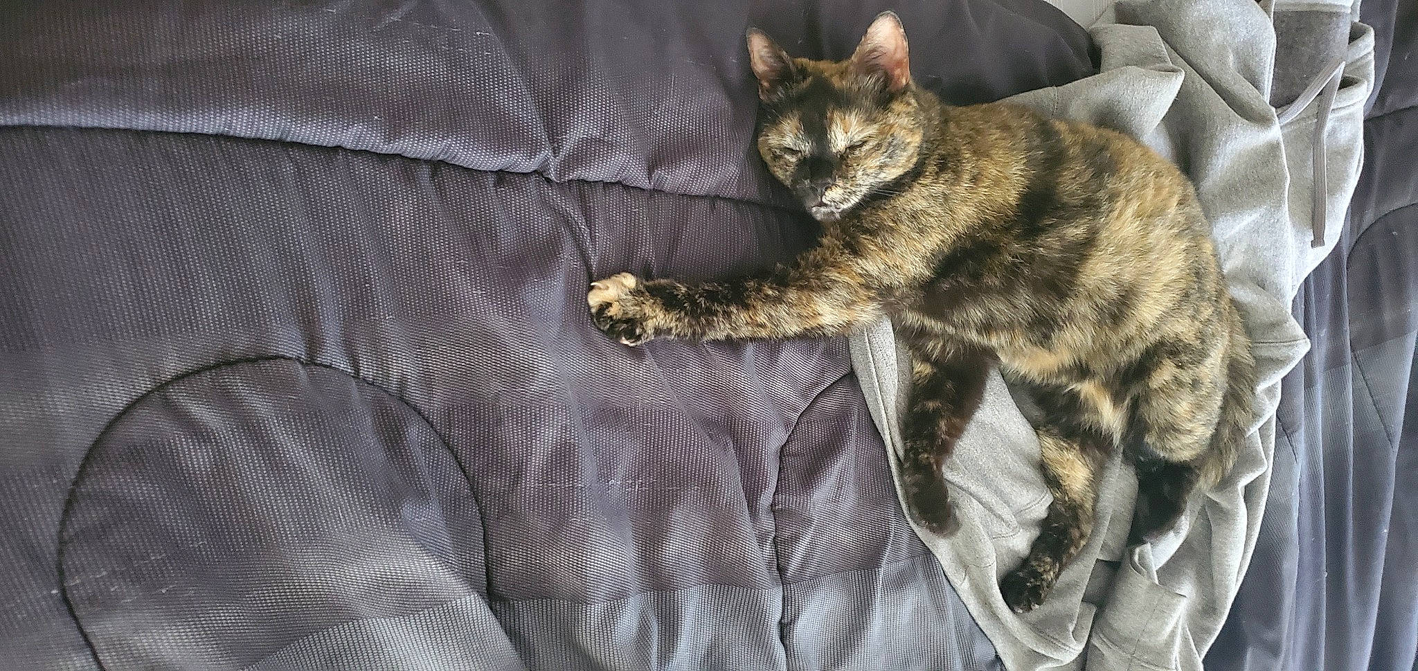 Mama joined the competition — help win amazing prizes! carnivore, cat, claw, comfort, domestic_short_haired_cat, felidae, fur, linens, paw, sitting, sleeve, small_to_medium_sized_cats, snout, tail, terrestrial_animal, tree, whiskers