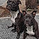 Lola Et Daisy