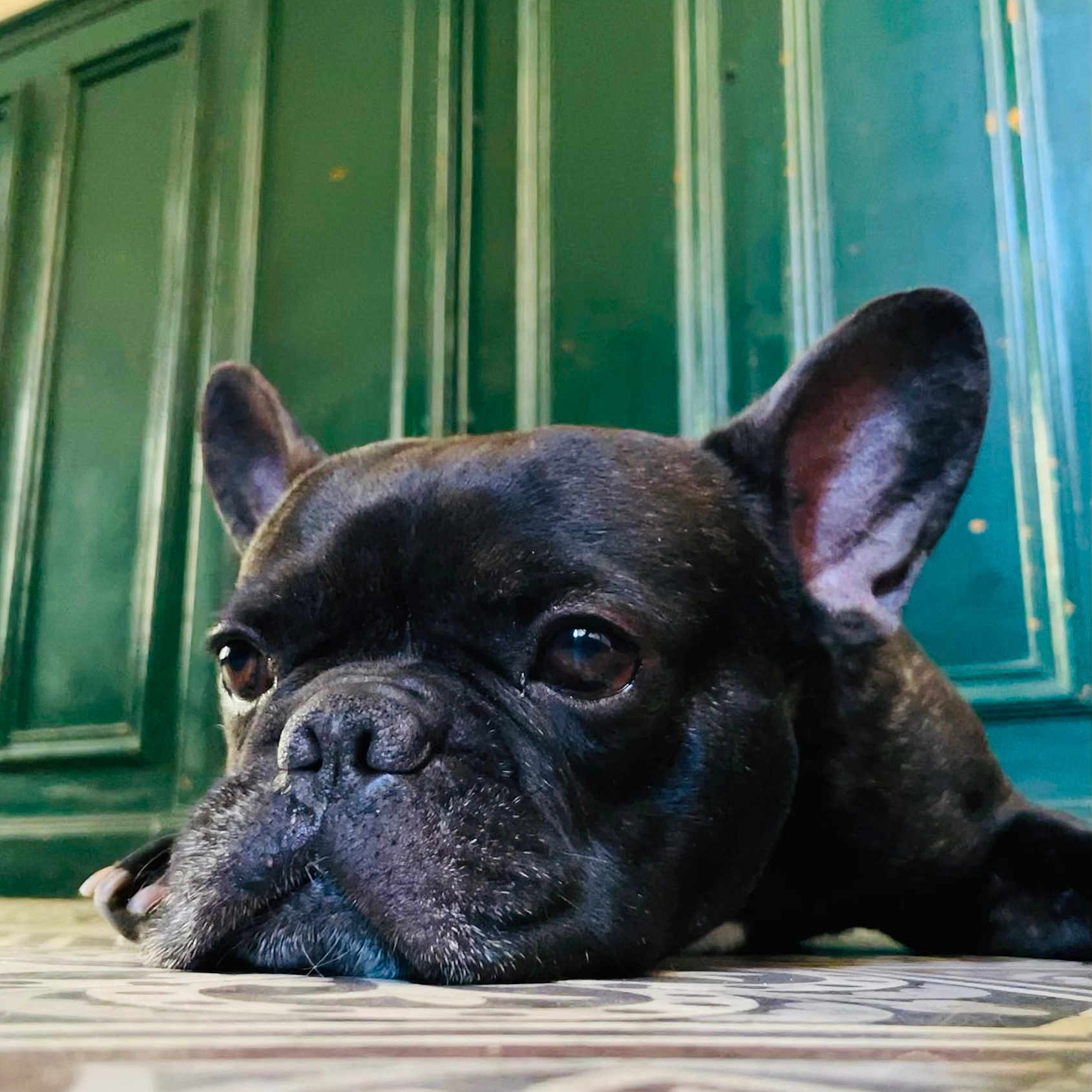 Lennon a rejoint le concours — aidez-le/la à gagner de superbes lots ! french_bulldog, dog, pet, close_up, lying_down, floor, patterned_floor, indoor, green_wall, ears, snout, animal, canine, face, portrait, resting, cute, black_dog, companion, paw