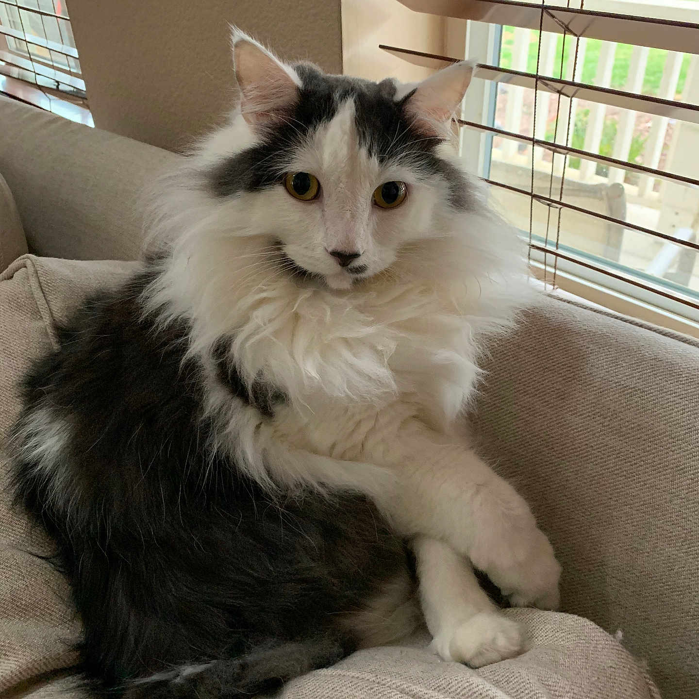 Charlie joined the competition — help win amazing prizes! animal, black_and_white, blinds, cat, couch, cozy, curious, domestic, feline, fluffy, fur, home, indoor, natural_light, paws, pet, portrait, relaxed, seated, window
