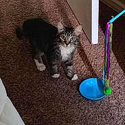 Sawyer is registered to the contest to win money with this photo: animal, blue_bowl, carpet, cat, curious, domestic, ears, eyes, feline, fur, household, indoor, paws, pet, play, tabby, toy, whiskers, white_chest, white_paws