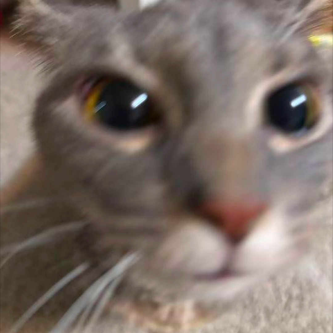 Milo joined the competition — help win amazing prizes! animal, blurry, carpet, cat, closeup, curious, cute, domestic, ears, face, feline, gray_fur, indoor, mammal, nose, pet, portrait, soft_texture, whiskers, wide_eyes