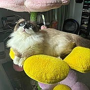 Mr Munchkin Kitty joined the competition — help win amazing prizes! animal, blue_eyes, cat, cozy, curious, cushion, feline, flower, fluffy, fur, home, indoor, pet, pink, plush, relaxed, resting, soft, whiskers, yellow