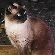 Ashes is registered to the contest to win money with this photo: cat, siamese_cat, blue_eyes, feline, sitting, wooden_floor, indoor, pet, fur, animal, whiskers, ears, tail, looking_away, quiet, domestic, mammal, companion, cute, curious