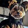 Oscar participe au concours pour gagner de l'argent avec cette photo : dog, small_dog, long_hair, shaggy_coat, black_and_tan, upright_ears, pet, portrait, indoors, home, bed, television, window, wallpaper, collar, pet_tag, sitting, looking_at_camera, photography, cozy