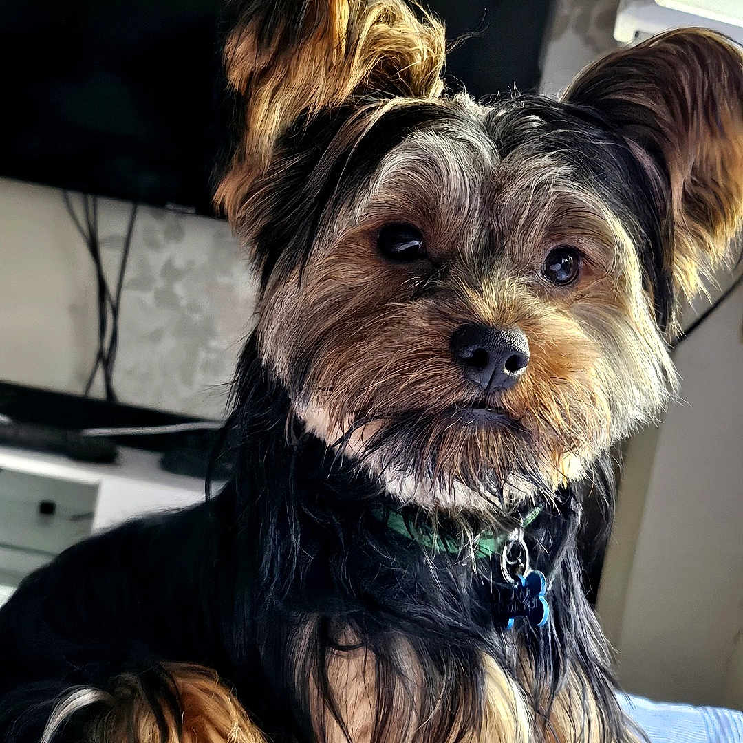Oscar