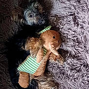 Oscar participe au concours pour gagner de l'argent avec cette photo : dog, small_dog, fluffy, long_hair, black_fur, white_fur, brown_fur, pet, toy, gingerbread_doll, plush_toy, striped_clothing, green, brown, shaggy_rug, indoor, lying_down, cuddling, cute, portrait