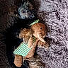 dog, small_dog, fluffy, long_hair, black_fur, white_fur, brown_fur, pet, toy, gingerbread_doll, plush_toy, striped_clothing, green, brown, shaggy_rug, indoor, lying_down, cuddling, cute, portrait