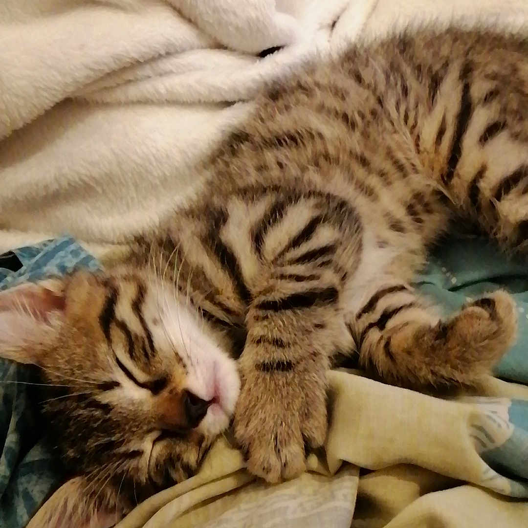Lucifer participe au concours pour gagner de l'argent avec cette photo : abyssinian, animal, bed, bedroom, blanket, cat, couch, cushion, egyptiancat, furniture, homedecor, indoors, kitten, manx, ocelot, panther, person, pet, room, sleeping