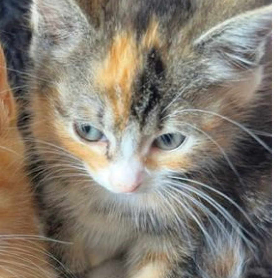 Lulu