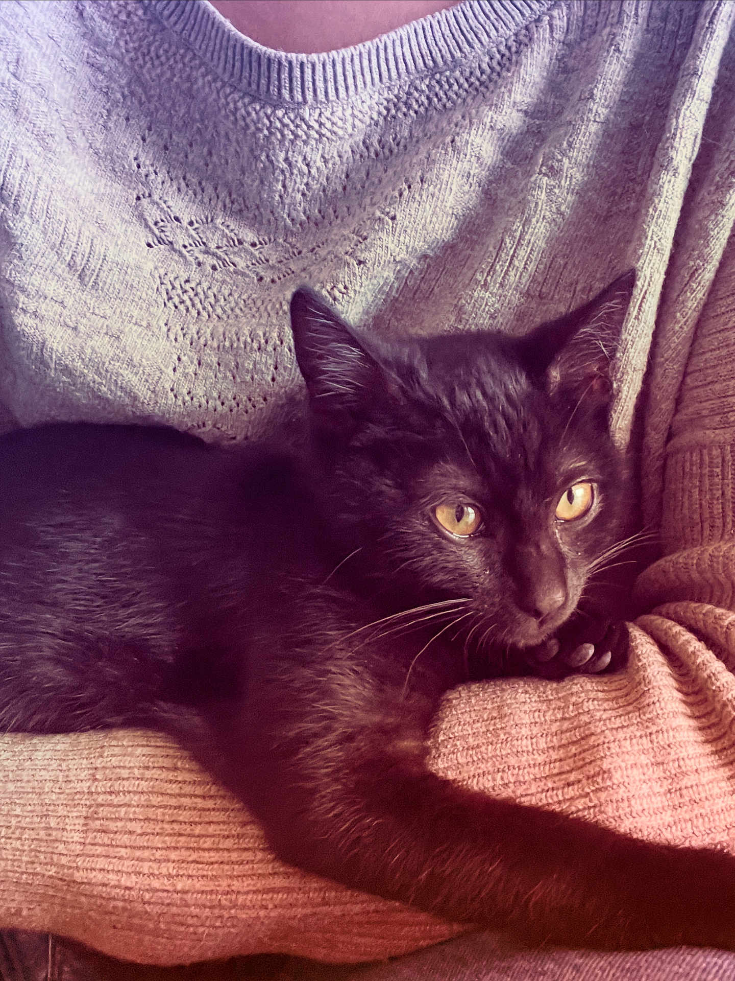 Raven a rejoint le concours — aidez-le/la à gagner de superbes lots ! black_cat, cat, pet, animal, feline, yellow_eyes, knit_sweater, person, arm, cozy, indoor, resting, fur, whiskers, cute, comfort, domestic_animal, close_up, relaxation, soft_texture