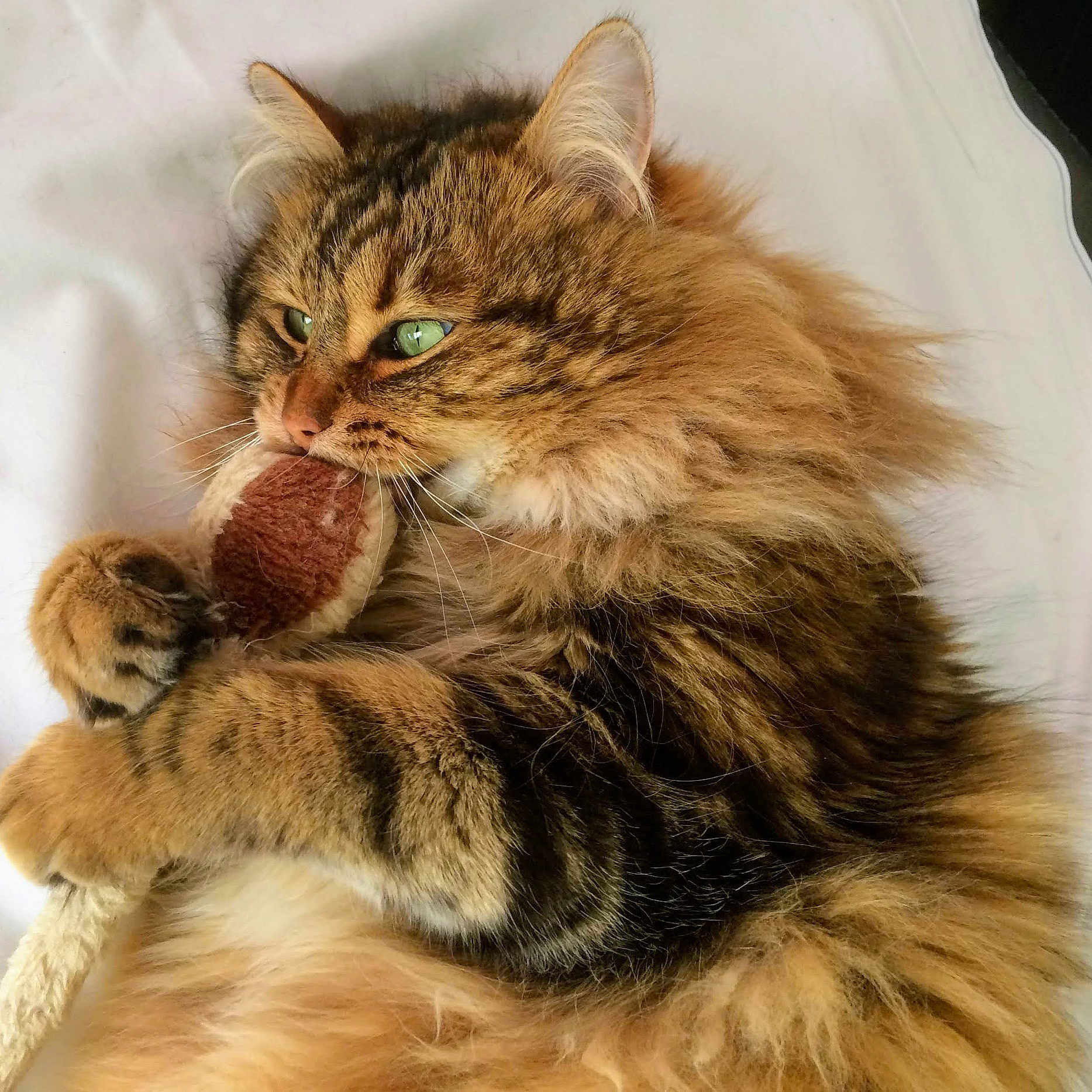 Sasha participe au concours pour gagner de l'argent avec cette photo : abyssinian, angora, animal, bed, bodypart, cat, couch, face, furniture, head, kitten, manx, mouth, person, pet, photography, portrait, sleeping, teeth, tongue