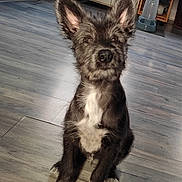 Bella participe au concours pour gagner de l'argent avec cette photo : dog, puppy, black_and_white, sitting, indoor, floor, wooden_floor, ears, pet, canine, animal, fur, cute, looking_at_camera, attention, home, domestic, young_dog, mammal, companion