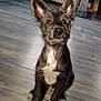 dog, puppy, black_and_white, sitting, indoor, floor, wooden_floor, ears, pet, canine, animal, fur, cute, looking_at_camera, attention, home, domestic, young_dog, mammal, companion