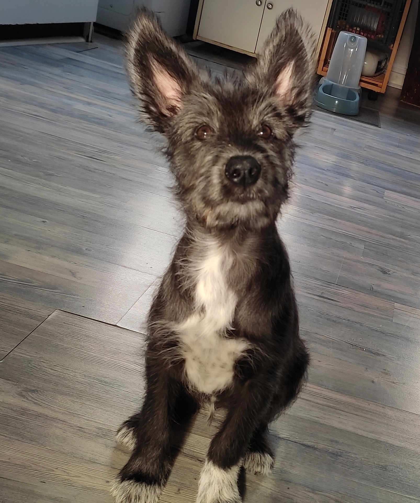 Bella