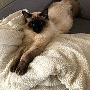 Topaze participe au concours pour gagner de l'argent avec cette photo : cat, siamese_cat, fluffy, pet, animal, indoor, blanket, couch, furniture, relaxed, stretching, cozy, soft_texture, domestic_animal, whiskers, ears, blue_eyes, fur, resting, comfortable
