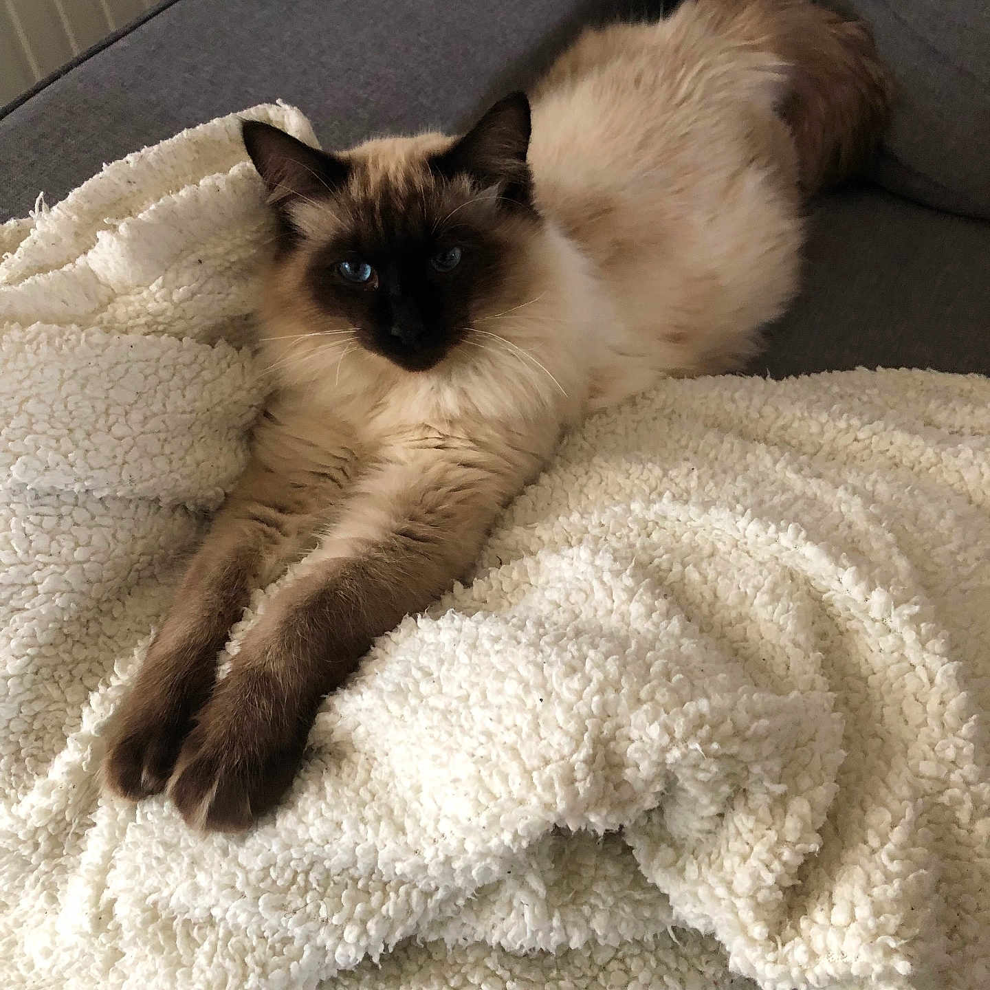 Topaze participe au concours pour gagner de l'argent avec cette photo : cat, siamese_cat, fluffy, pet, animal, indoor, blanket, couch, furniture, relaxed, stretching, cozy, soft_texture, domestic_animal, whiskers, ears, blue_eyes, fur, resting, comfortable