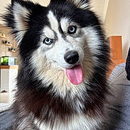 Bloom participe au concours pour gagner de l'argent avec cette photo : dog, siberian_husky, blue_eyes, tongue_out, fluffy, pet, indoor, furniture, cozy, cute, animal, canine, portrait, sitting, black_and_white, fur, ears, nose, happy, house