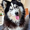 dog, siberian_husky, blue_eyes, tongue_out, fluffy, pet, indoor, furniture, cozy, cute, animal, canine, portrait, sitting, black_and_white, fur, ears, nose, happy, house