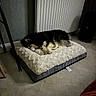 Bloom participe au concours pour gagner de l'argent avec cette photo : dog, sleeping, dog_bed, indoor, floor, radiator, cozy, pet, resting, black_and_white, fur, quiet, calm, home, comfort, animal, relaxation, domestic, curled_up, soft