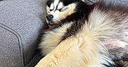 Bloom participe au concours pour gagner de l'argent avec cette photo : dog, sleeping, couch, indoor, fluffy, pet, canine, resting, paw, fur, cozy, home, relaxed, mammal, animal, domestic, comfort, gray, furniture, cute