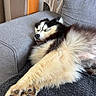 dog, sleeping, couch, indoor, fluffy, pet, canine, resting, paw, fur, cozy, home, relaxed, mammal, animal, domestic, comfort, gray, furniture, cute