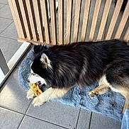 Bloom a rejoint le concours — aidez-le/la à gagner de superbes lots ! dog, black_and_white, chewing, bone, blue_rug, wooden_slats, tiled_floor, indoor, pet, fur, paw, snout, resting, animal, canine, companion, home, relaxing, playful, natural_light